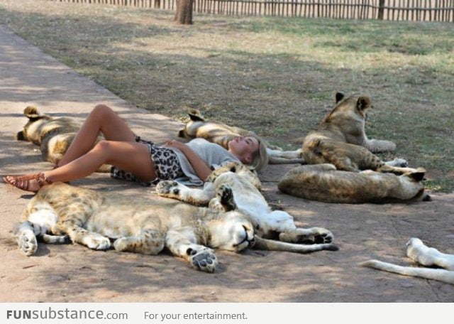 Sleeping with lions
