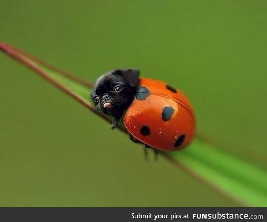 The rare ladypug