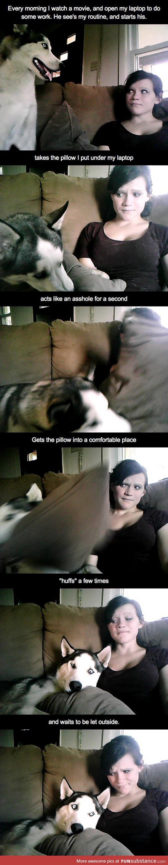 Dog morning routine