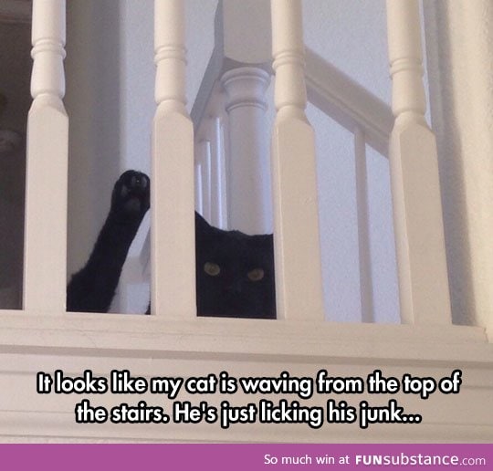 Hello human