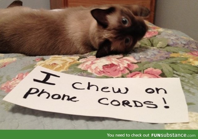 you didn't neeeeeeed that iPhone, right?