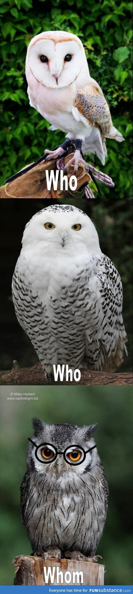 Grammatically correct owl
