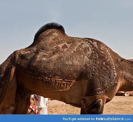 Beautiful camel shearing