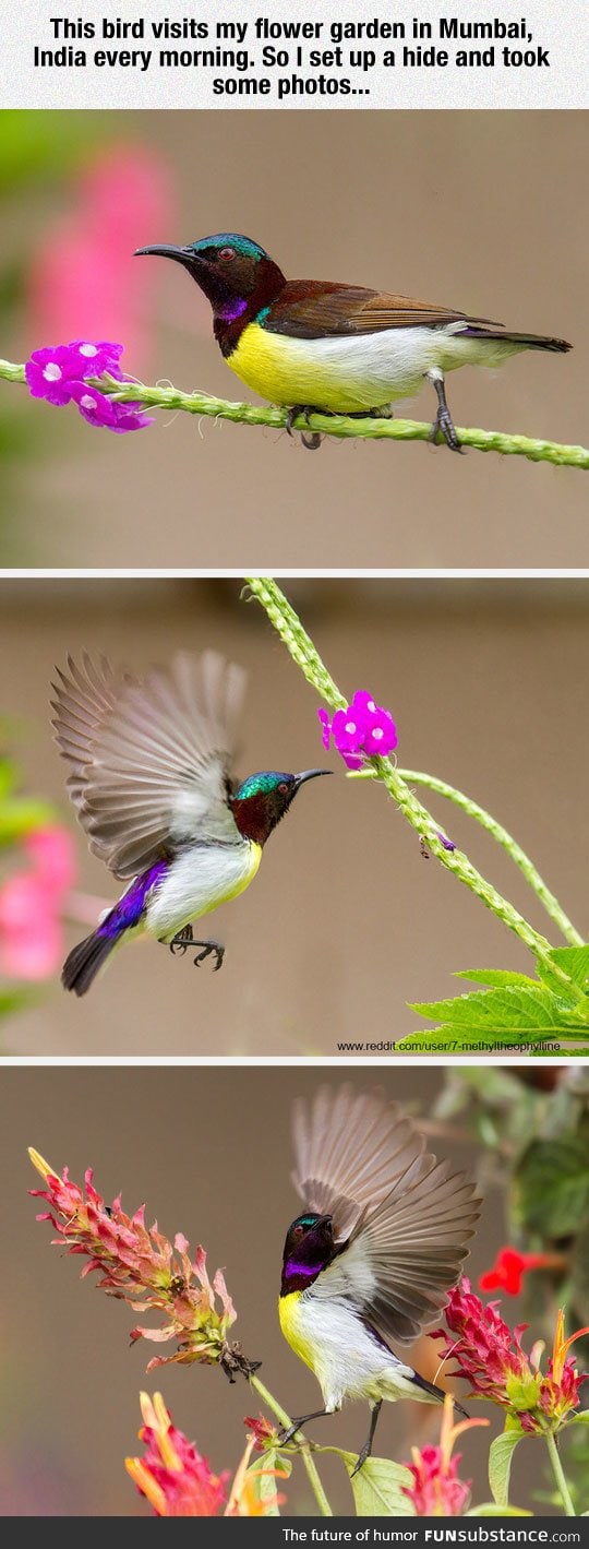 Purple-rumped sunbird