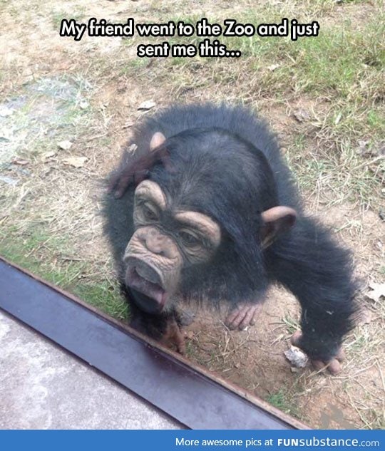 Silly monkey