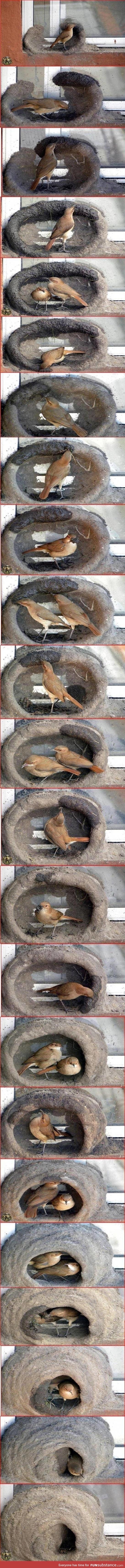 Bird building a nest