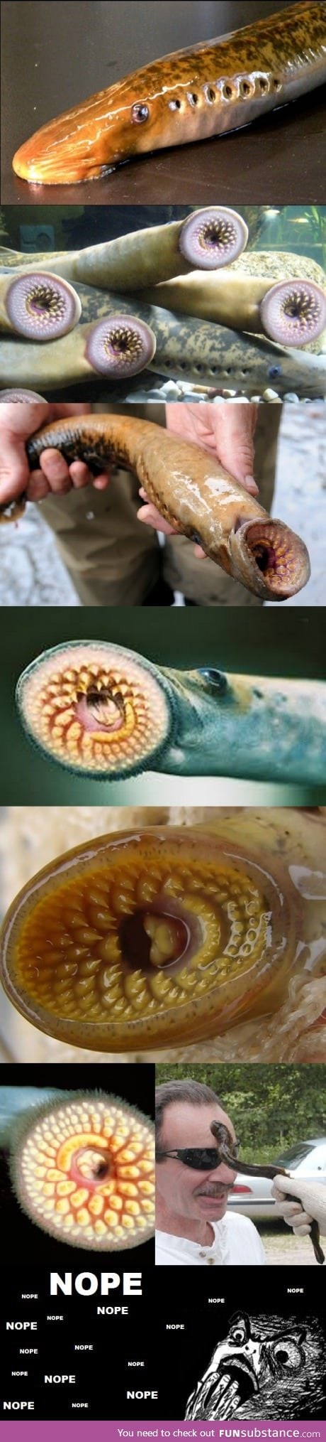Lamprey... Big NOOOPE!