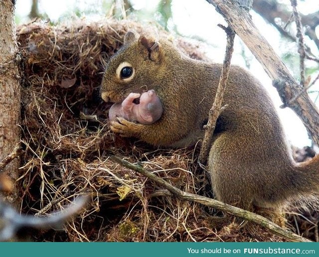 Mother squirrel holds baby