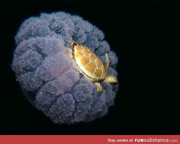 Turtle riding a jelly fish