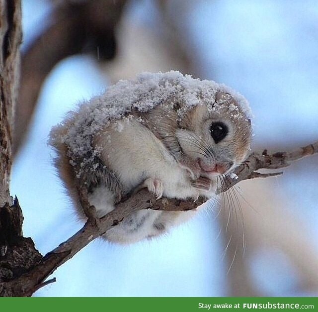 A Japanese dwarf flying squirrel