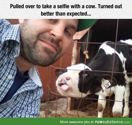 Cow selfie