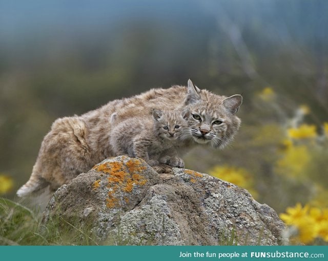 A bobcat and its bobkitten