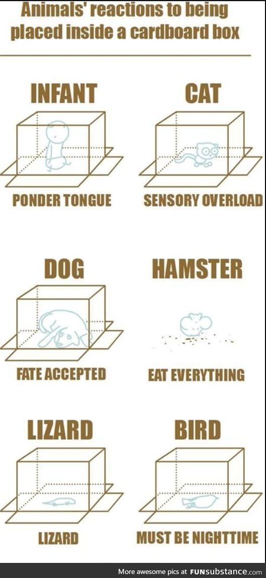 Different animals in a box