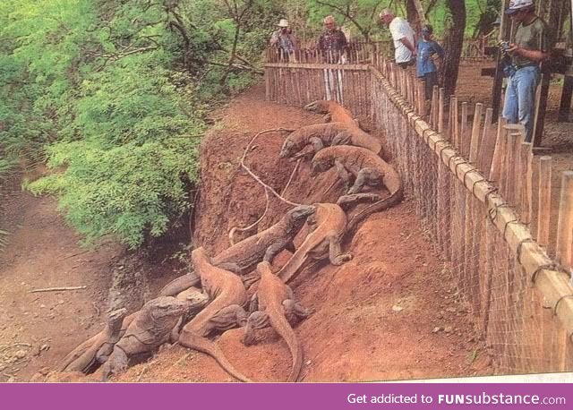 Komodo Dragons are massive... Imagine if someone fell over that fence