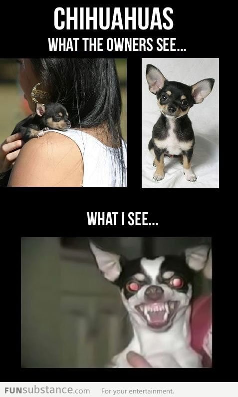 Chihuahuas