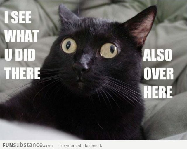 Multitasking cat