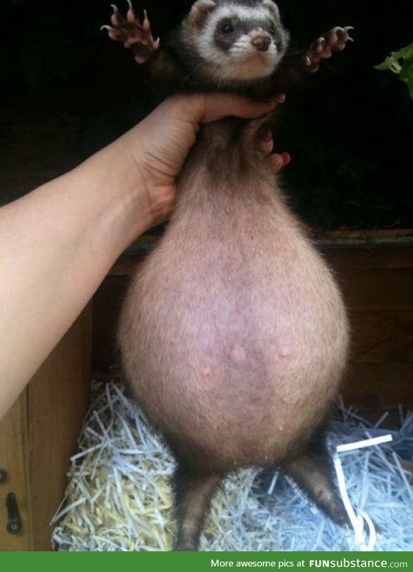 Pregnant ferret looks like this