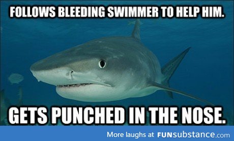 Misunderstood shark