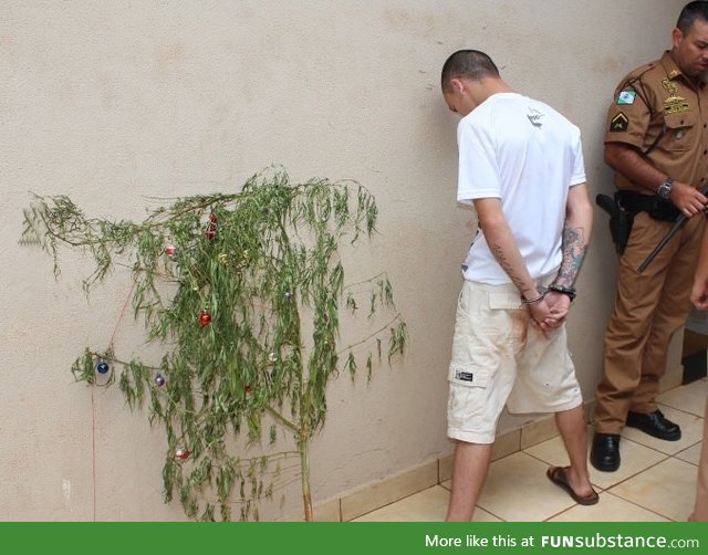 Dude arrested with his Christmas weed tree