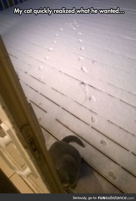 One indecisive cat