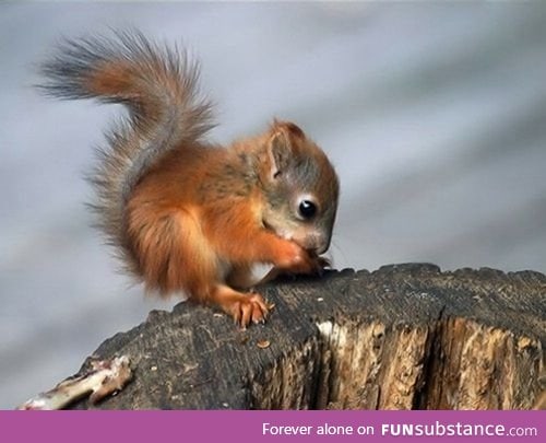 Day 38 of your daily dose of cute: I just realized how strange the word squirrel is