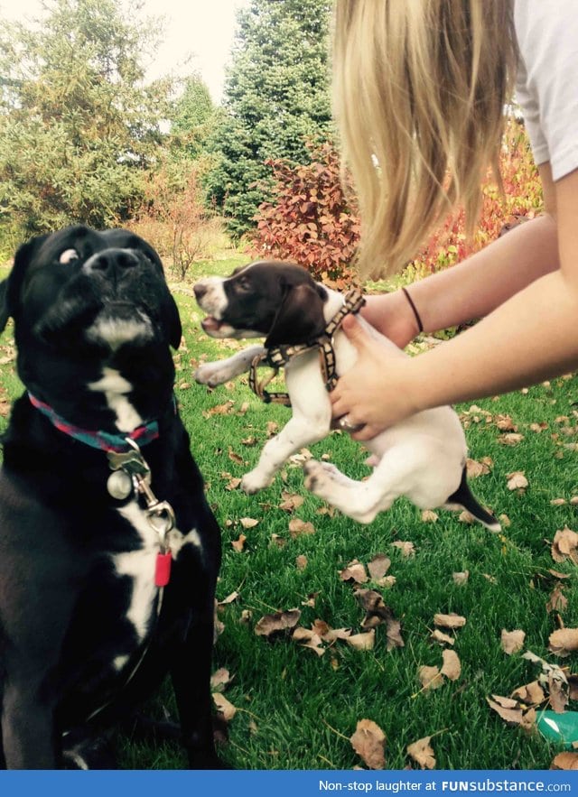 Not that puppy