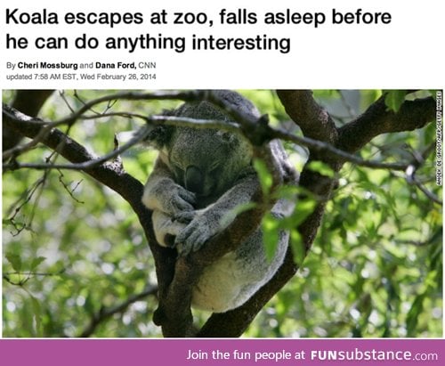 Koala escapes the zoo