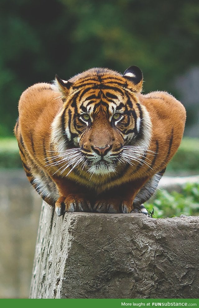 Crouching Tiger (Hidden Dragon not included)