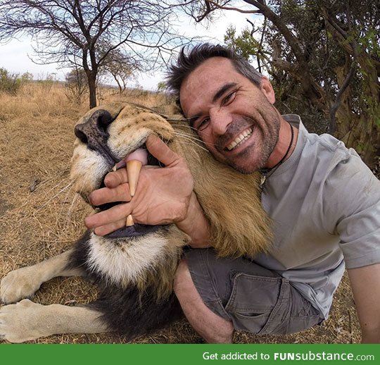 Lion teeth are huge