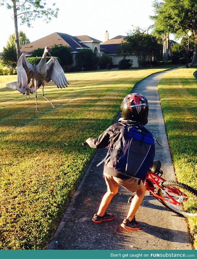 Birds can be f*cking terrifying