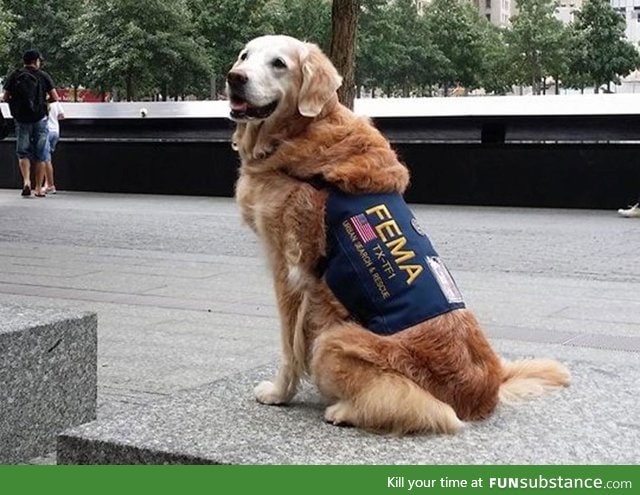 Last Surviving 9/11 Rescue Dog. She's 15 now.