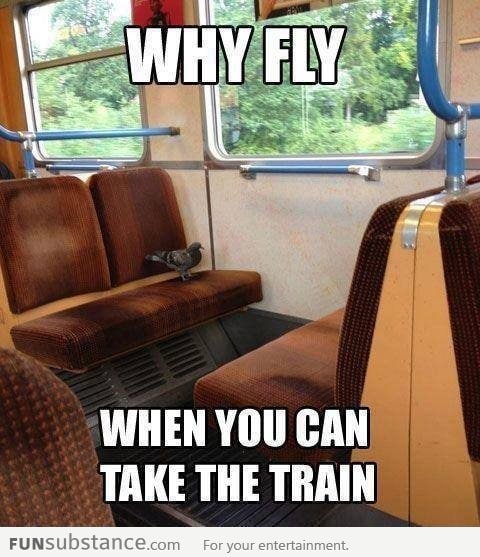 Lazy pigeon