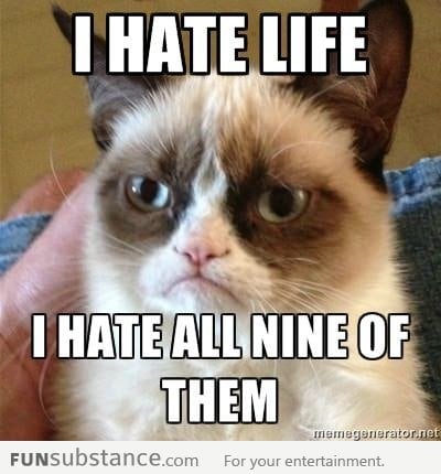 Grumpy cat hates life