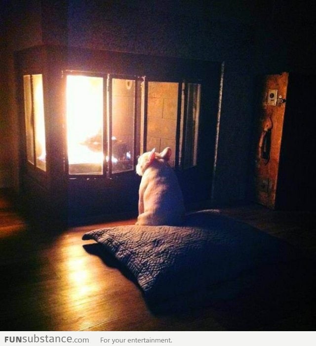 Some dogs just want to watch the wood burn