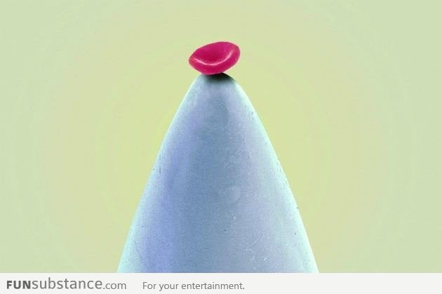 SEM image of a red blood cell at the end of a needle