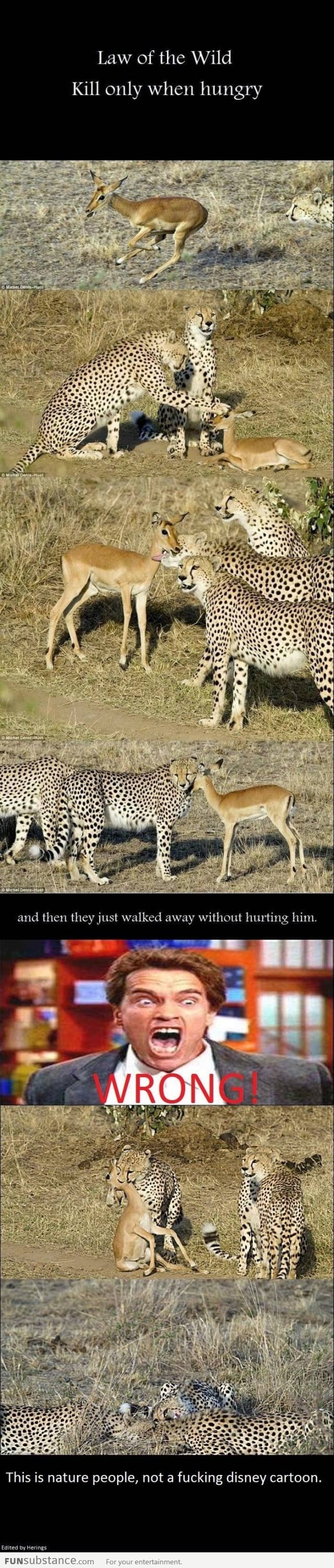 Don't get tricked by the wild