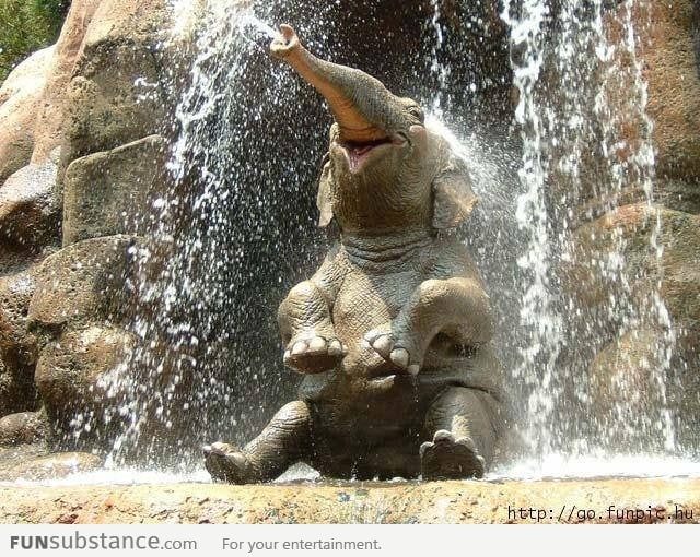 Happy elephant having a shower
