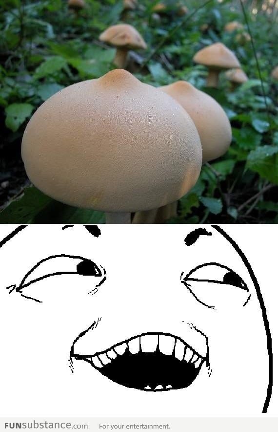 Pretty mushrooms