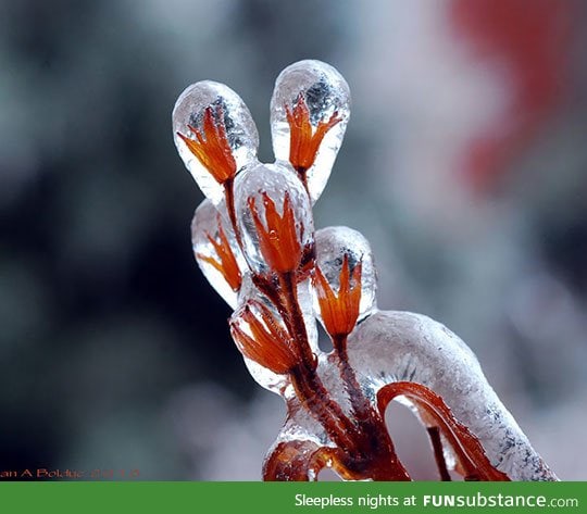 Flowers after ice storm