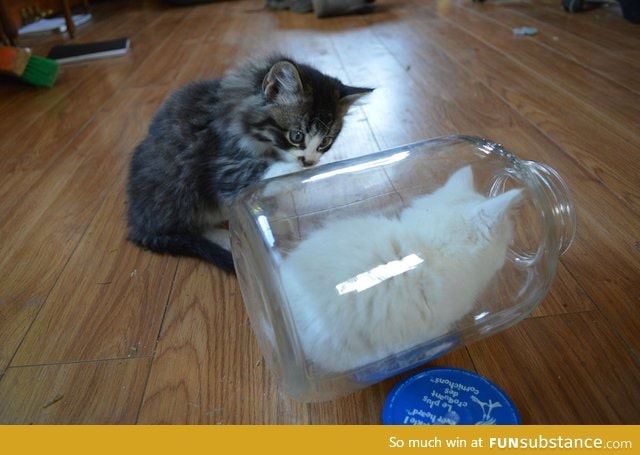 This kitten likes to 'hide' in this jar, and her brother is confused!