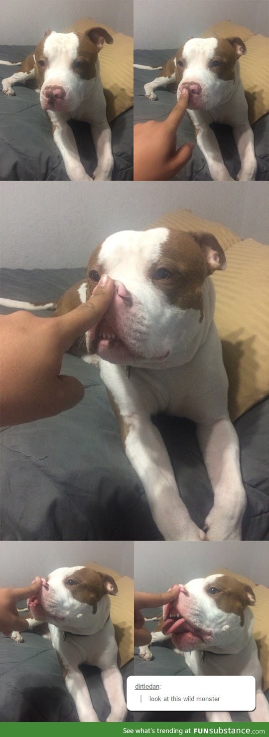 That wild beast