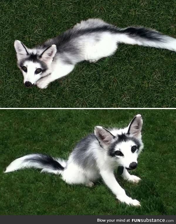 The Very Rare Marble Fox