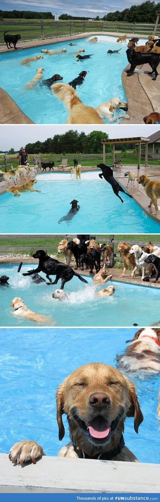 Doggy pool party just might be the happiest thing in the world