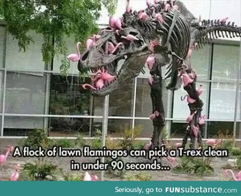 Lawn flamingos