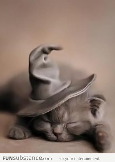 Wizard Kitten