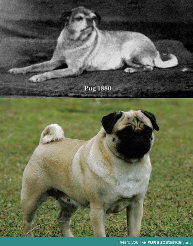 What pugs looked like before selective breeding