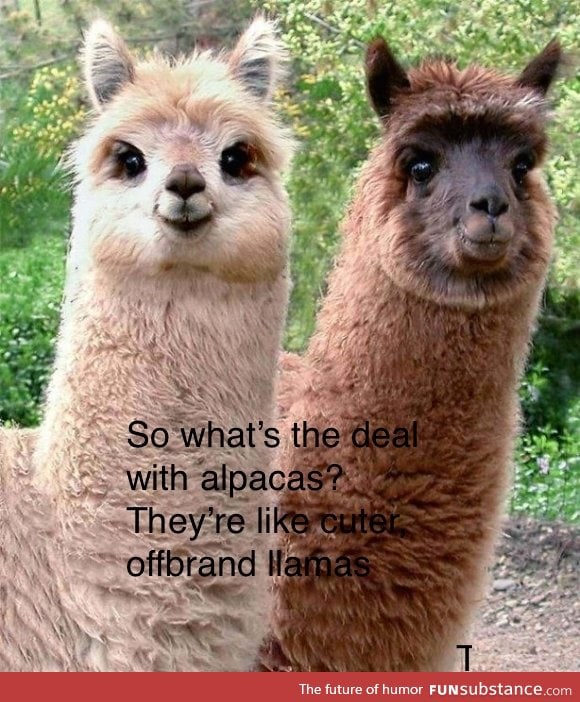 Alpacas rule