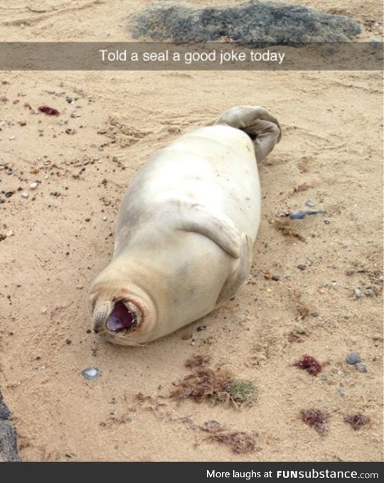 That's One Happy Seal