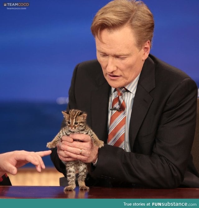 Asian leopard cat kitten