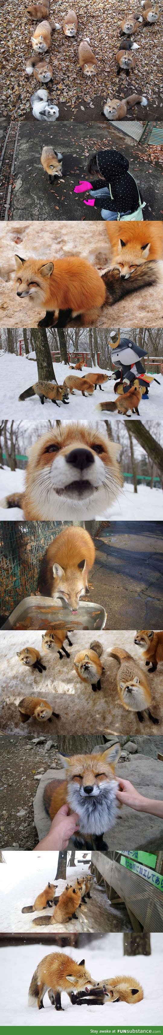 Fox village in japan